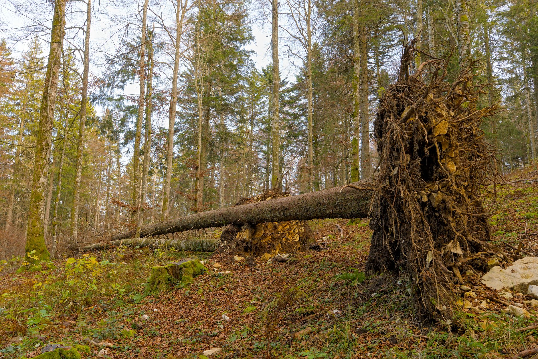 Enlèvement arbre urgence équipe à Laon